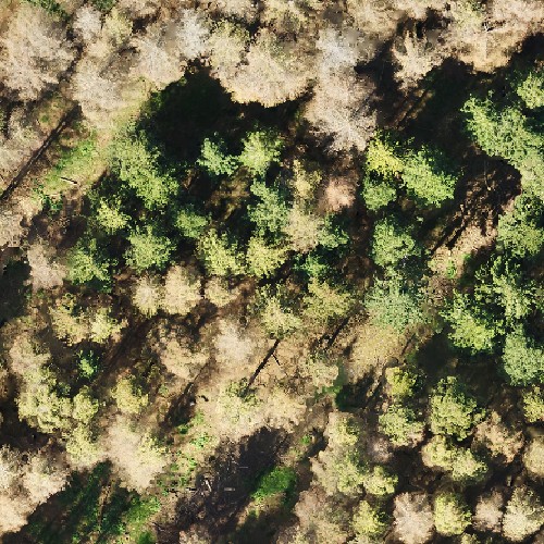 Drohnenaufnahme eines Waldstücks mit grünen und auch abgestorbenen Bäumen.